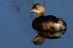 Pied-billed