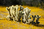 Cholla