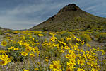 Brittlebush