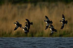 Bufflehead