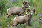 Bighorn