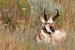 Pronghorn