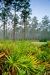 Longleaf